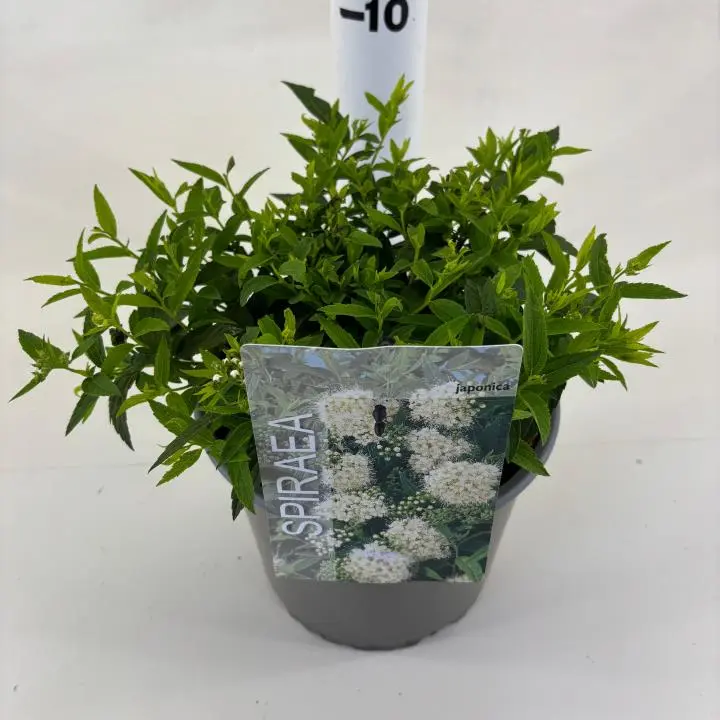 Spiraea Japonica 'Albiflora'