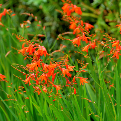 Montbretia
