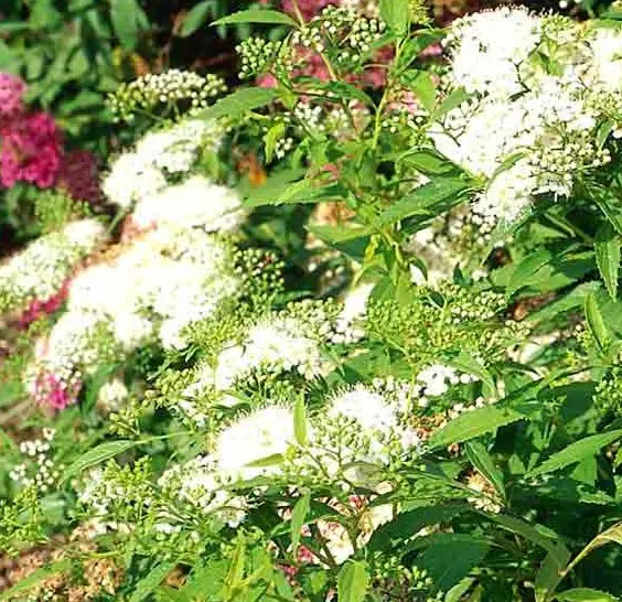 Spiraea Japonica &apos;Albiflora&apos;