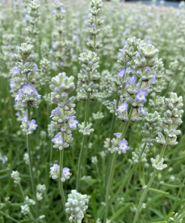 Lavendel 'White Summer' - 10 cm. Potte