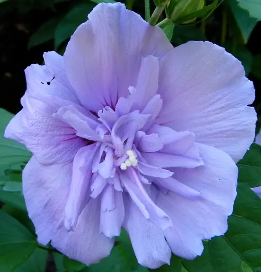 Hibiscus syriacus &apos;Blue Chiffon&apos;, Syrisk Rose &apos;Blue Chiffon&apos;, &lt;p&gt;  	Mellemh&amp;oslash;jt, l&amp;oslash;vf&amp;aelig;ldende tr&amp;aelig; eller busk, som bliver 1-2 m h&amp;oslash;jt og 1,2-1,5 m bredt. Blomstrer i juli-september