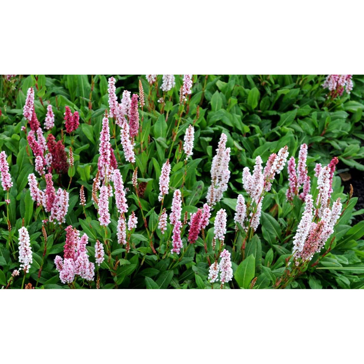 Tæppepileurt &apos;Darjeeling Red&apos;