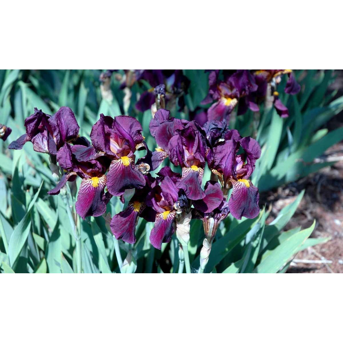 Iris &apos;Red Orchid&apos;