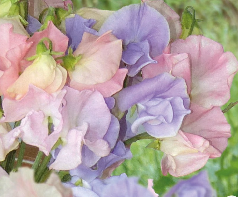 Ærteblomst 'Spring Sunshine Above The Clouds'