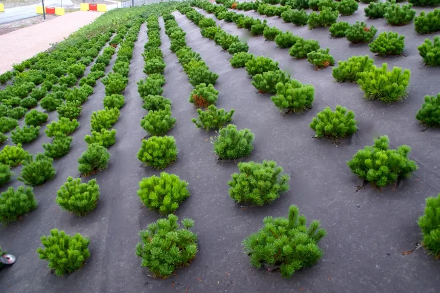 Biocovers ukrudtsdug med nåletræer