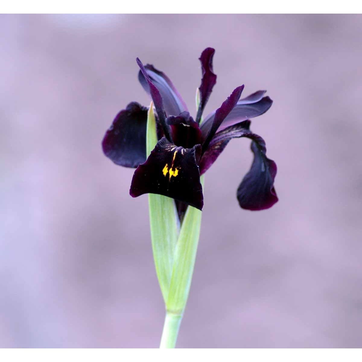 Smalbladet Iris - Potte 1 liter