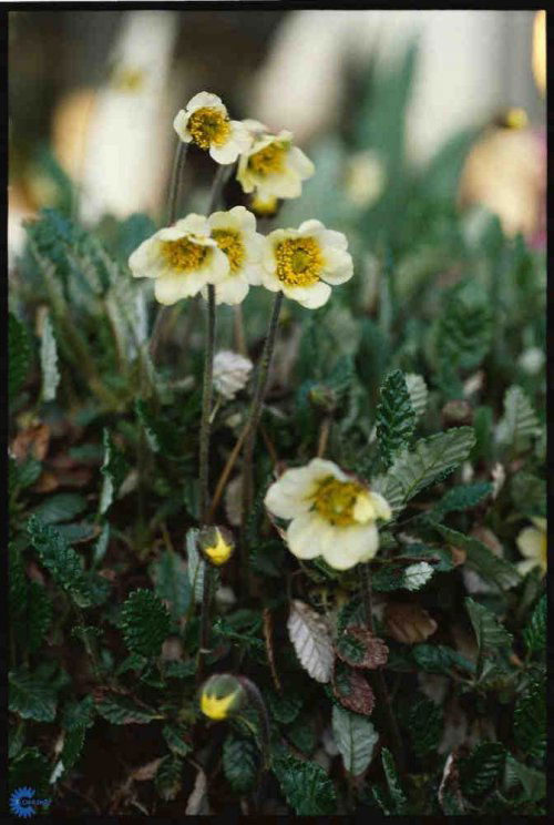 Dryas drummondii, Rypelyng, Højde: 10 cm Farve: lys gule opadvendte blomster, slkeagtige frøstande, Blomstringsmåned: juni- juli Lys: sol Stedsegrøn bunddækkende staude 7/m2