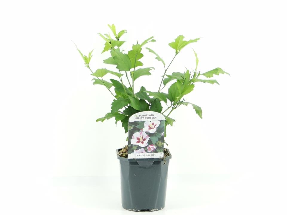 Syrisk Rose 'Hamabo'