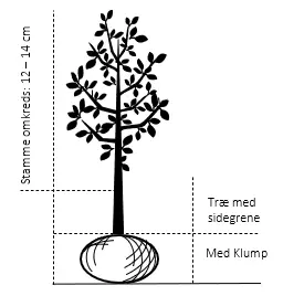 Sød Kirsebær 'Black Star' selvbestøvende