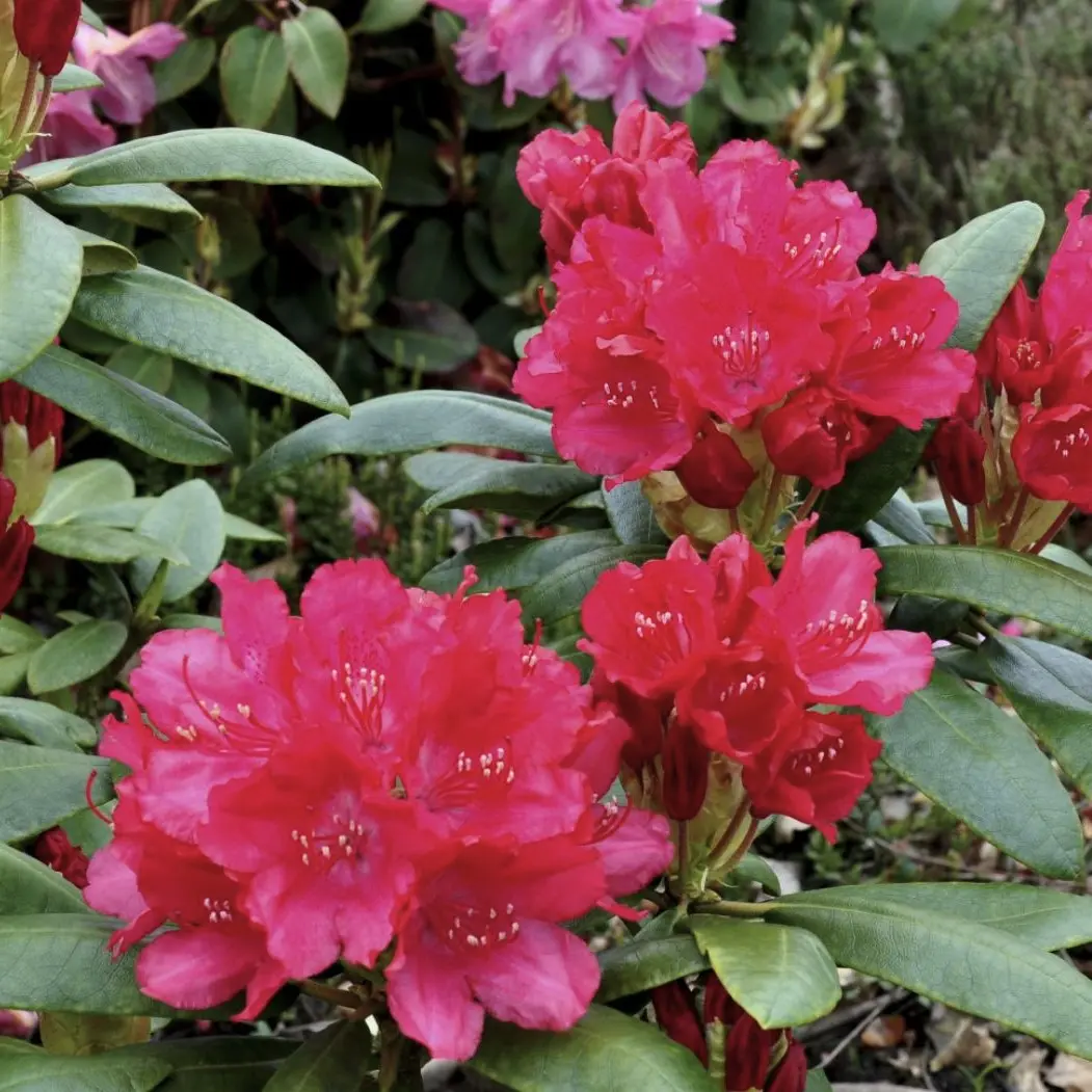 Rhododendron Astrid