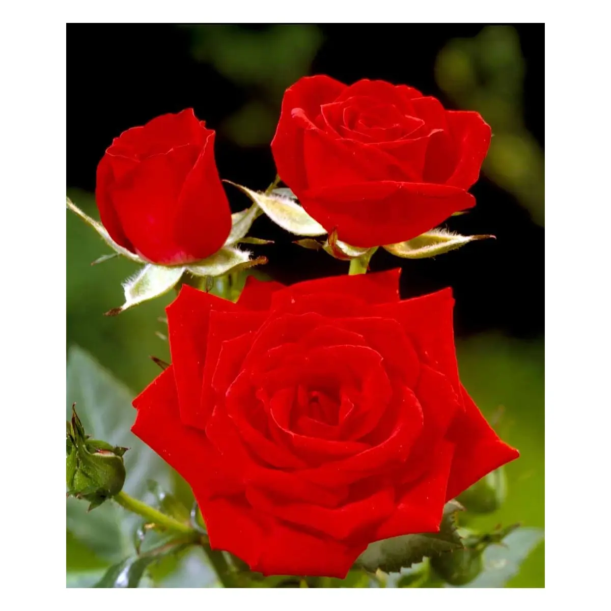 &apos;Brilliant Cover&apos;®