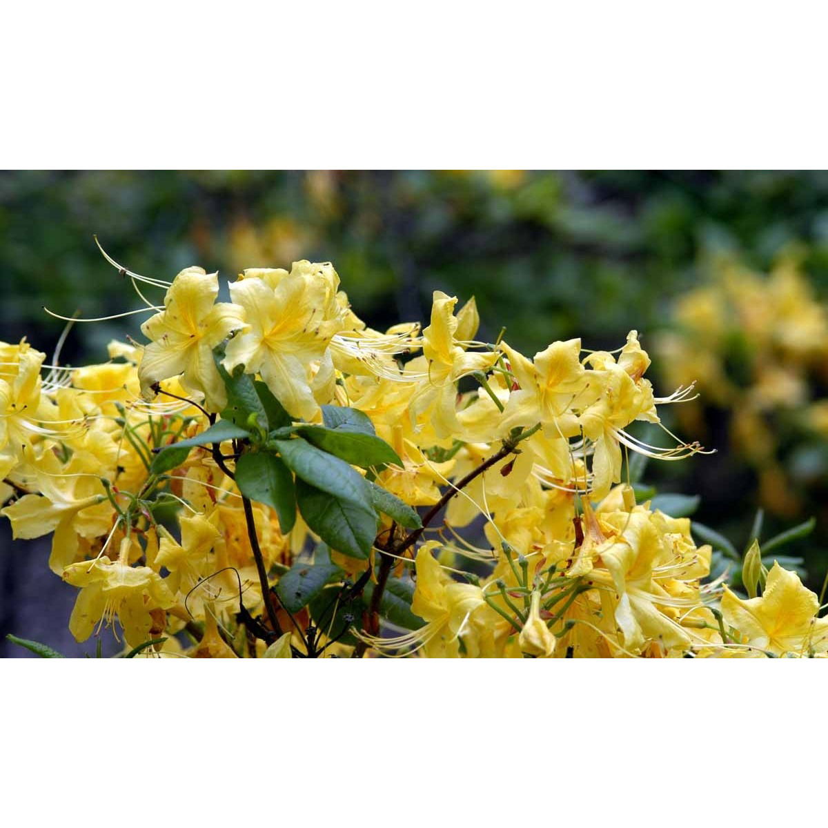 Azalea &apos;Anneke&apos;