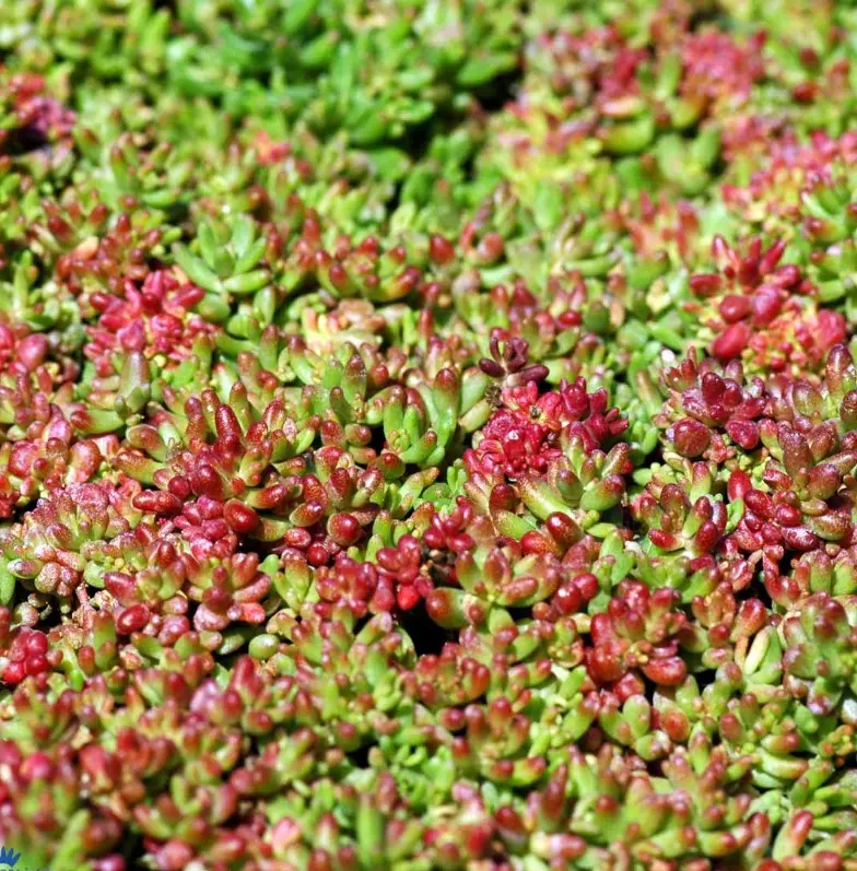 Hvid stenurt 'Coral Carpet' - 10 cm. Potte
