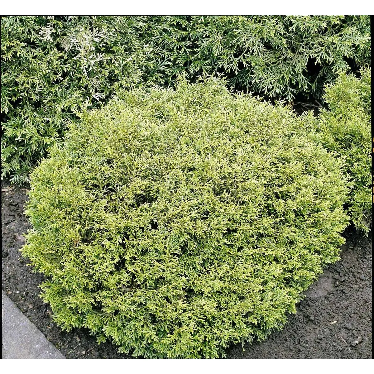 Dværg Hønsebenstræ &apos;Nana&apos;