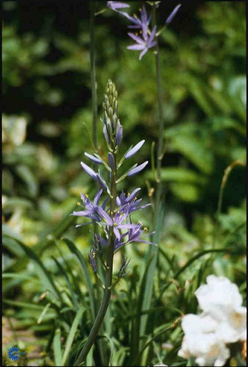 Camassia leichtilinii Semiplena, Prærielilje Semiplena, 70 cm høj. Lange, rosetstillede blade. Blomsterstanden er en åben, let, blomsterrig klase på opret skaft. Stjerneformede, cremegule, dobbelste blomster i april-maj. Næringsrig og fugtighedsbev. jord.