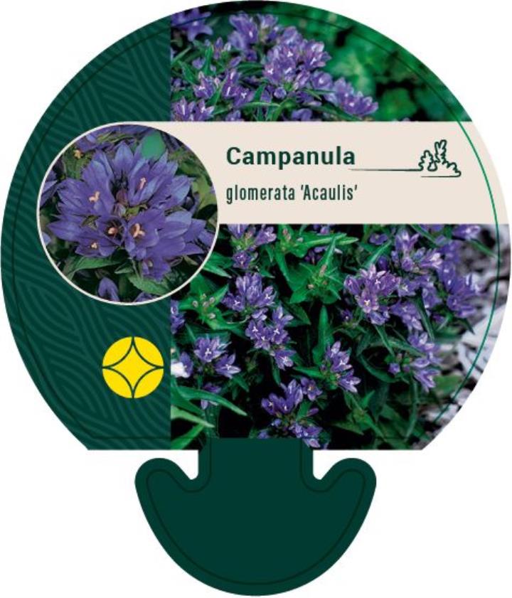 Nøgleklokke 'Acaulis' - Potte 0,8 Liter