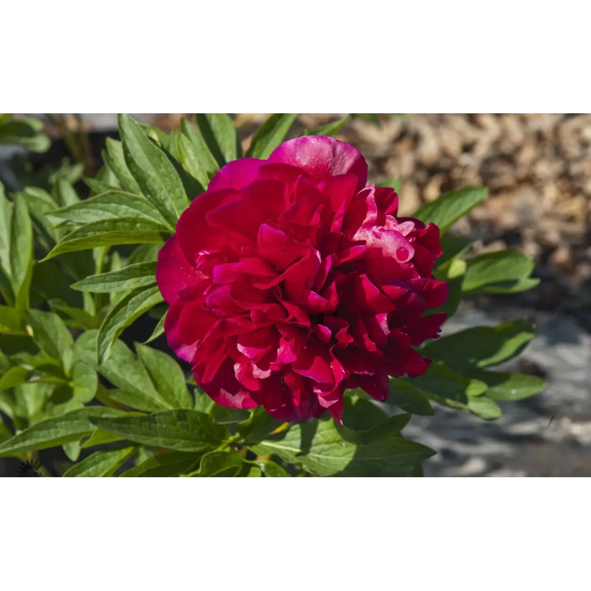 Bonderose 'Rubra Plena' - Potte 3,0 liter