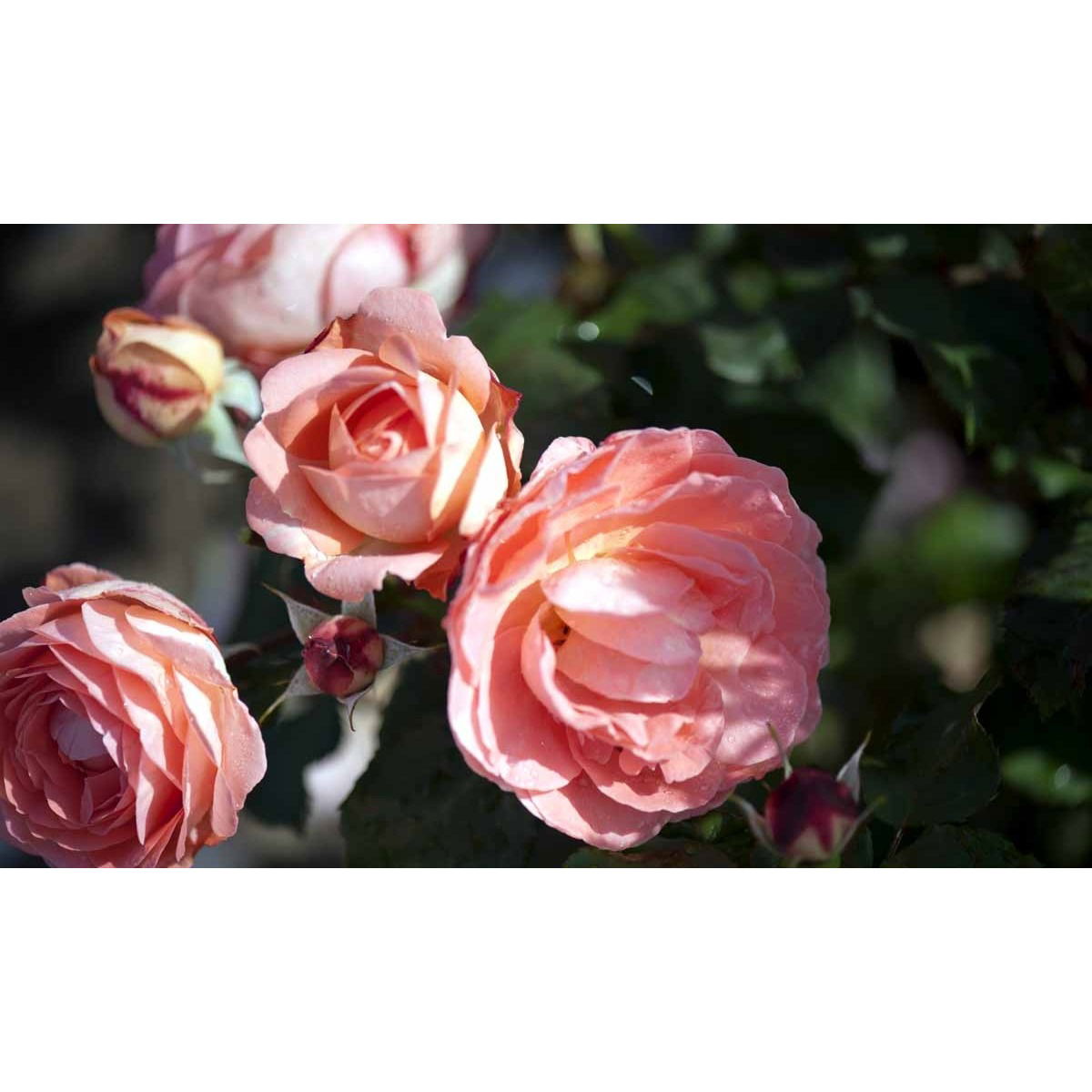 &apos;Amelia™ Renaissance&apos;®