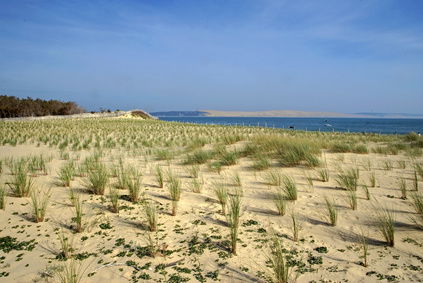 Sandhjælme - Bakke med 60 stk