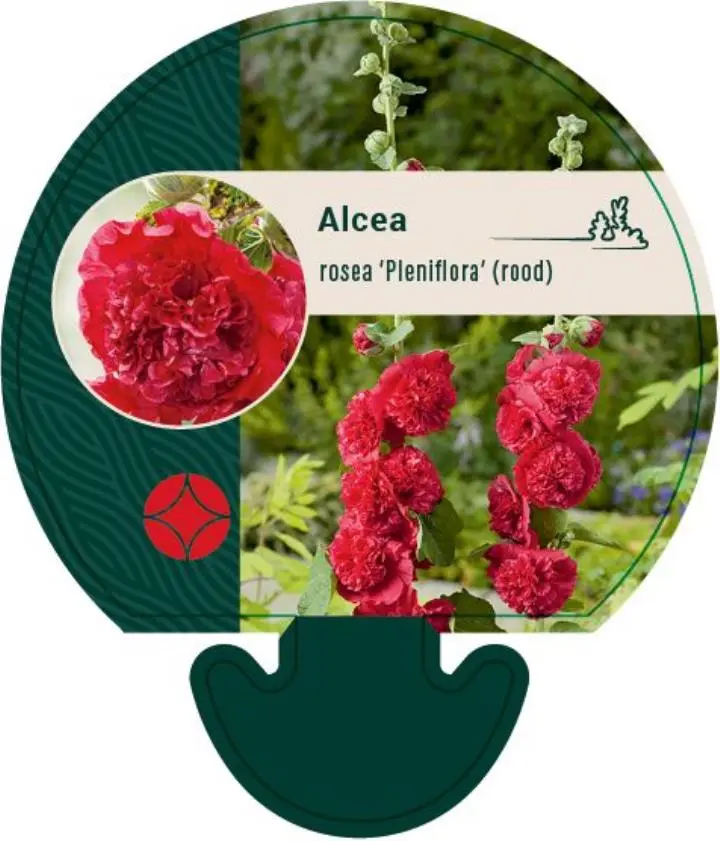 Stokrose 'Pleniflora' rød - Potte 0,8 Liter