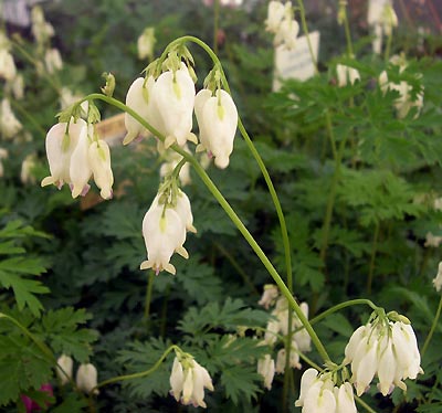 Dicentra formosa Aurora, Småhjerte Aurora, Lyskrav: sol halvskygge Farve: hvidgul Højde: 30 cm. Blomstringsmåned: 5-10 Antal pr. m2.: 9