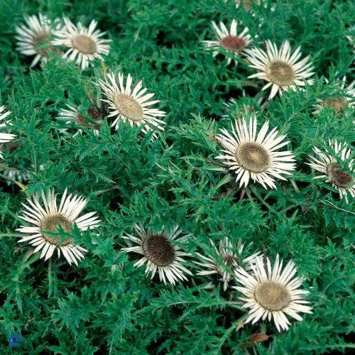 Carlina acaulis ssp. simplex, Sølvtidsel, Lav staude, 30 cm Tornede fjersnitdelte blade Store sølvhvide kurvblomster i august-oktober Fuld sol. Tåler tørke Velegnet til tørring