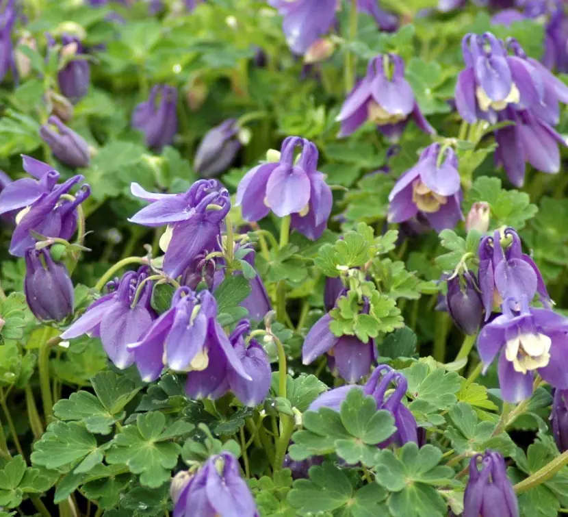 Akeleje 'Spring Magie Blue White' - Potte 1 liter