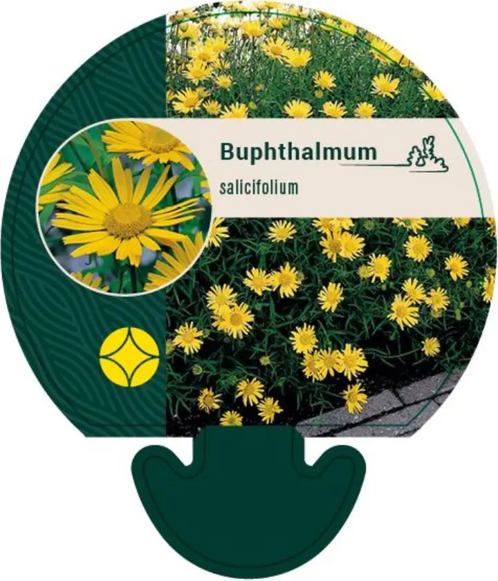 Pilebladet tusindstråle - Potte 0,8 Liter