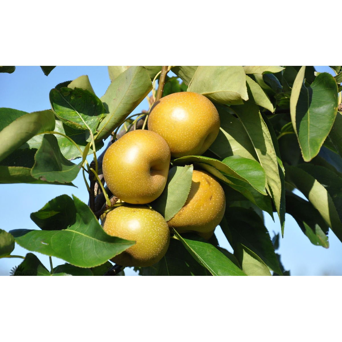 PÆRE &#39;NASHI&#39; - Havefrugttræ Potte 7,5 liter 150-175 cm