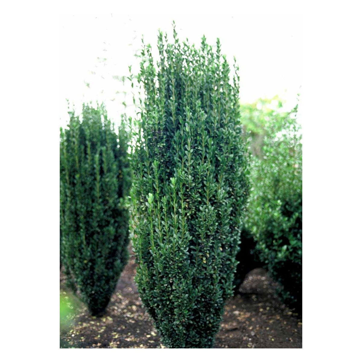 Dværgkristtorn &apos;Fastigiata&apos;