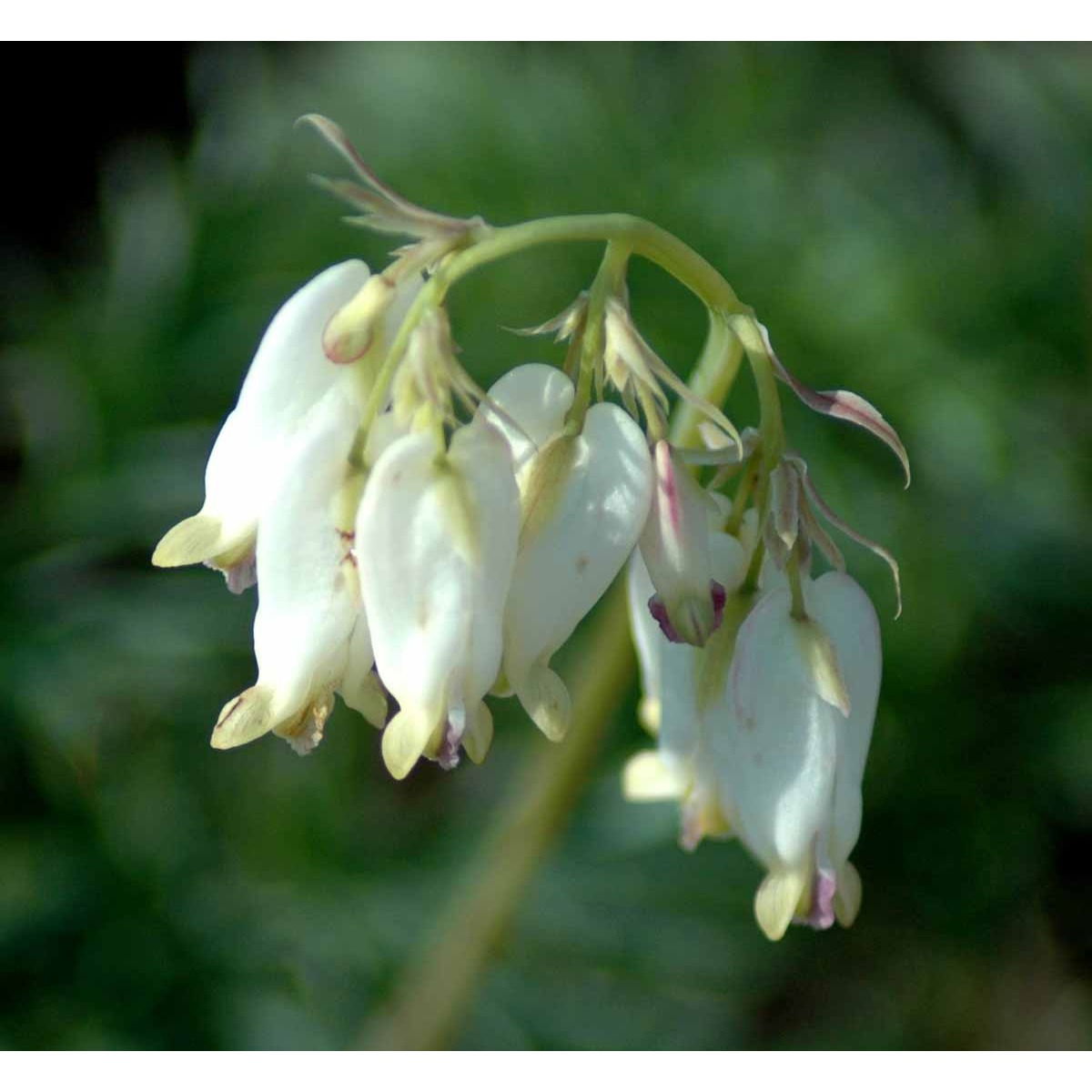 Småhjerte &apos;Aurora&apos;