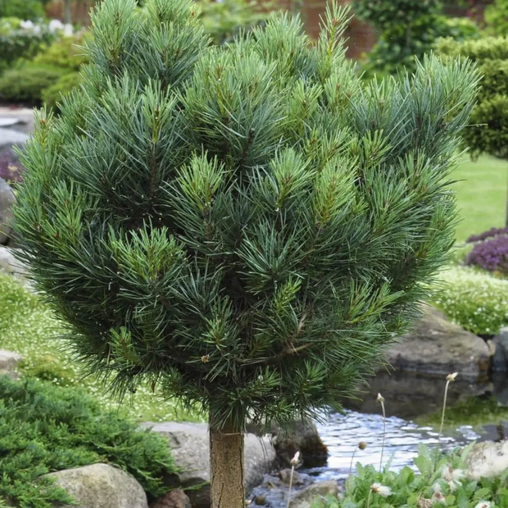 Dværg Skovfyr Watereri