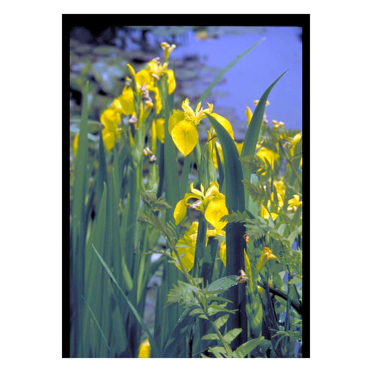 Gul Iris - Potte 0,8 Liter