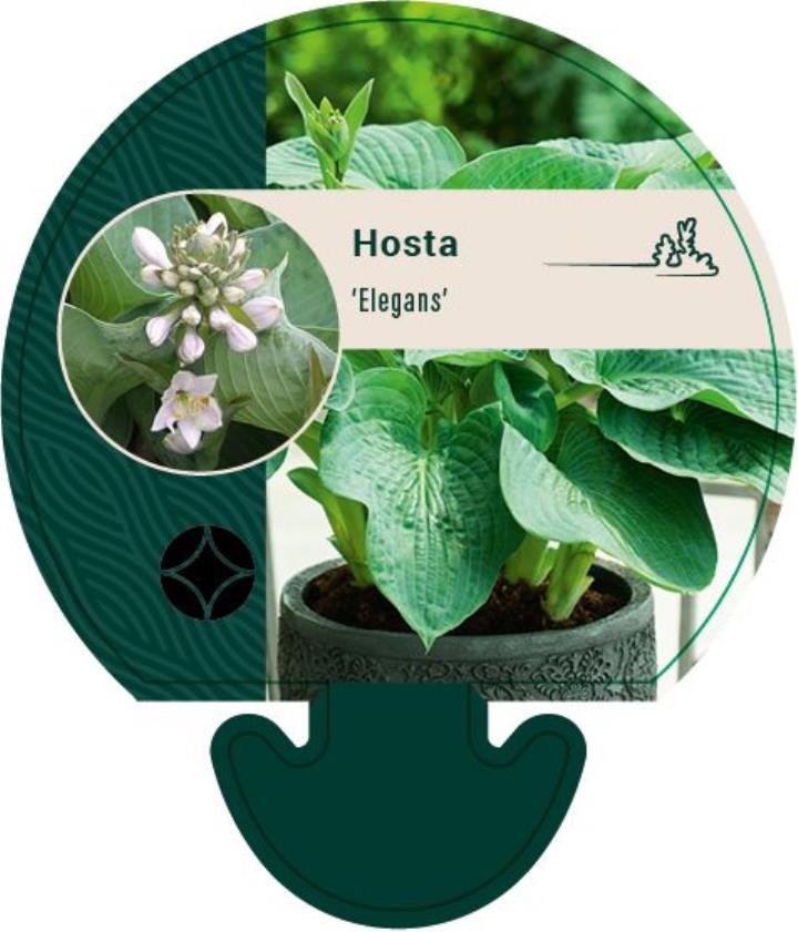 Funkia 'Elegans' - Potte 0,8 Liter