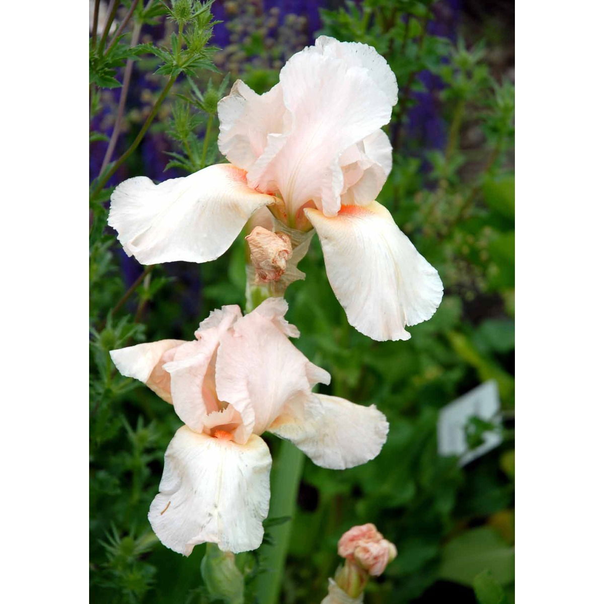 Haveiris  &apos;Imperator&apos;