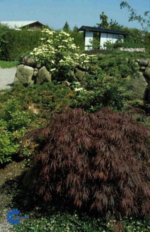 Acer palmatum dissectum Garnet, Japansk Dværgahorn Garnet, Barkfarve / Grene: Brun Blad / Nåle: Snitdelte Blad / Nåle farve: Purpurrøde Blomster str.: Små Blomsterfarve: Mørkerøde Blomstringstid 1: Maj - Juni Bredde: 1,5 - 3 meter Efterårsløv: Bronzefarve