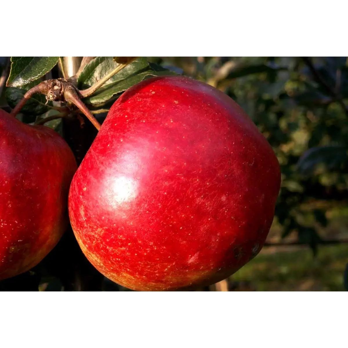 Æble &#39;Ritt Bjerregaard&#39; - Potte 10 liter 150-175 cm.