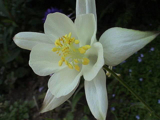 Aquilegia caerulea Kristall, Langsporet Akeleje Kristall, Lyskrav: sol halvskygge Farve: hvid Højde: 60 cm. Blomstringsmåned: 5-6 Antal pr. m2.: 9