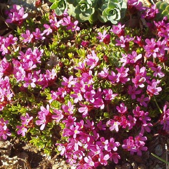 Douglasia laevigata Ciliolata, Douglasia laevigata Ciliolata,