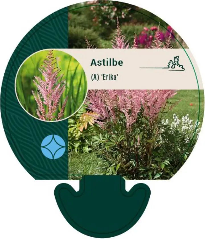 Astilbe 'Erika' - Potte 0,8 Liter