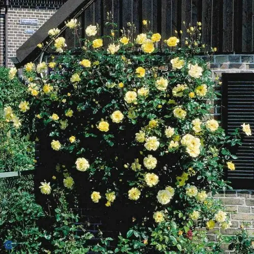 Rosa x Golden Showers, Slyngrose Golden Showers, 150 - 200 cm Stiv vækst med stort, blankt, friskgrønt løv Store klaser af letduftende, pastelgule blomster Juli - oktober Solrigt Mur. Søjle. Pergola. Busk
