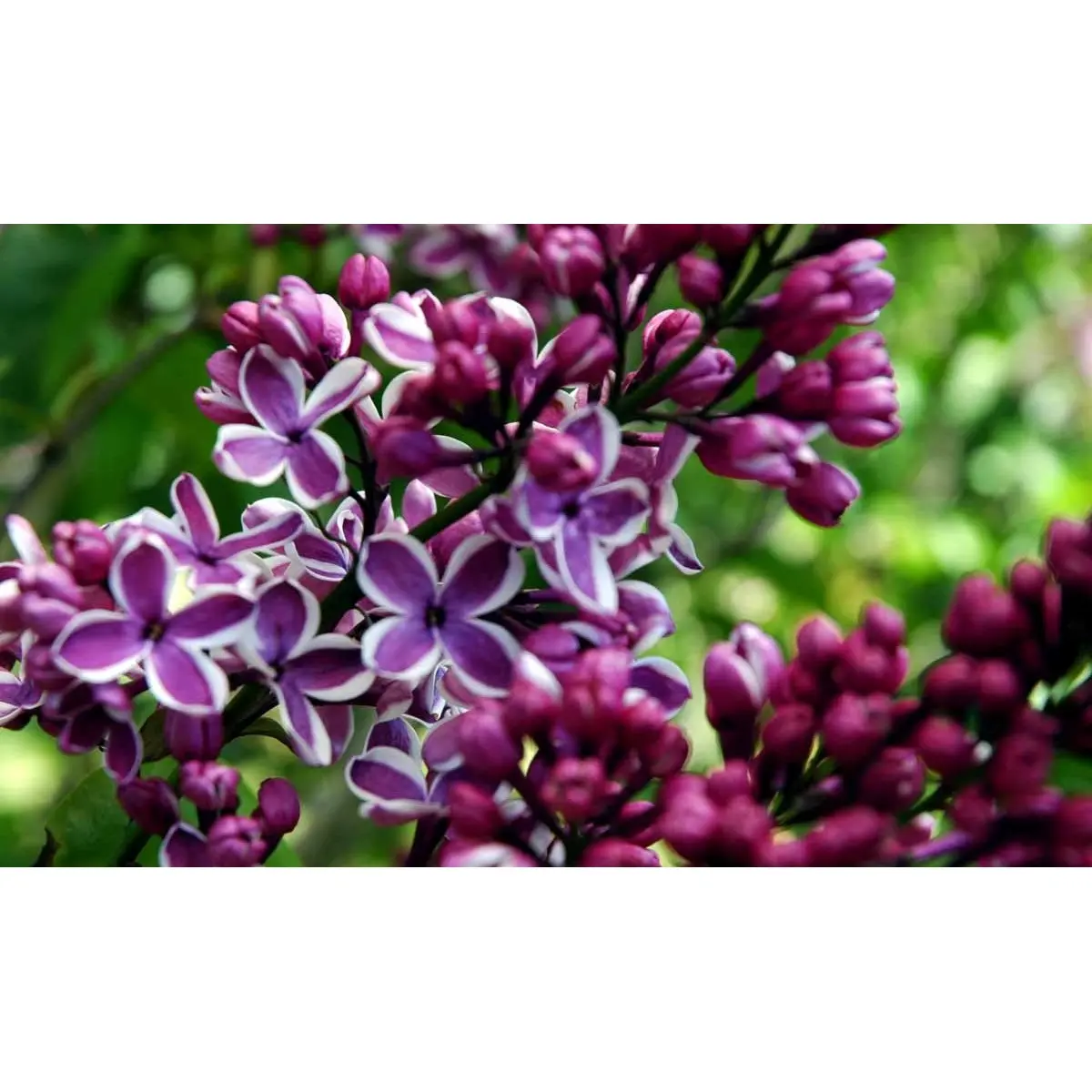 &apos;Sensation&apos;