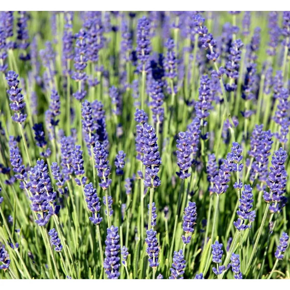 Lavendel 'Hidcote Blue'