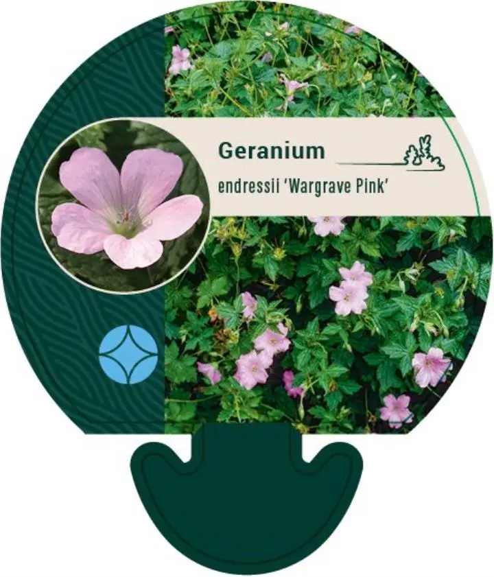 Storkenæb 'Wargrave Pink' - Potte 0,8 Liter