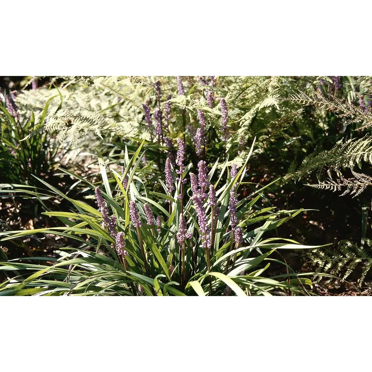 Liriope 'Ingwersen' - Potte 0,8 Liter