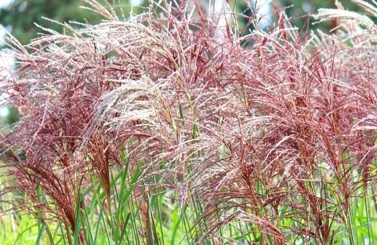 Elefantgraes_prydgreas_Miscanthus_sinensis_Malepartus
