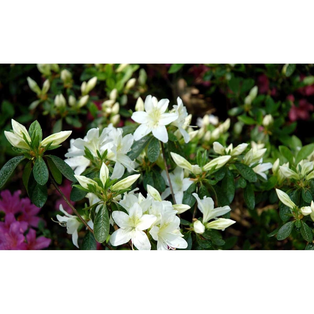 &apos;Palestrina&apos;