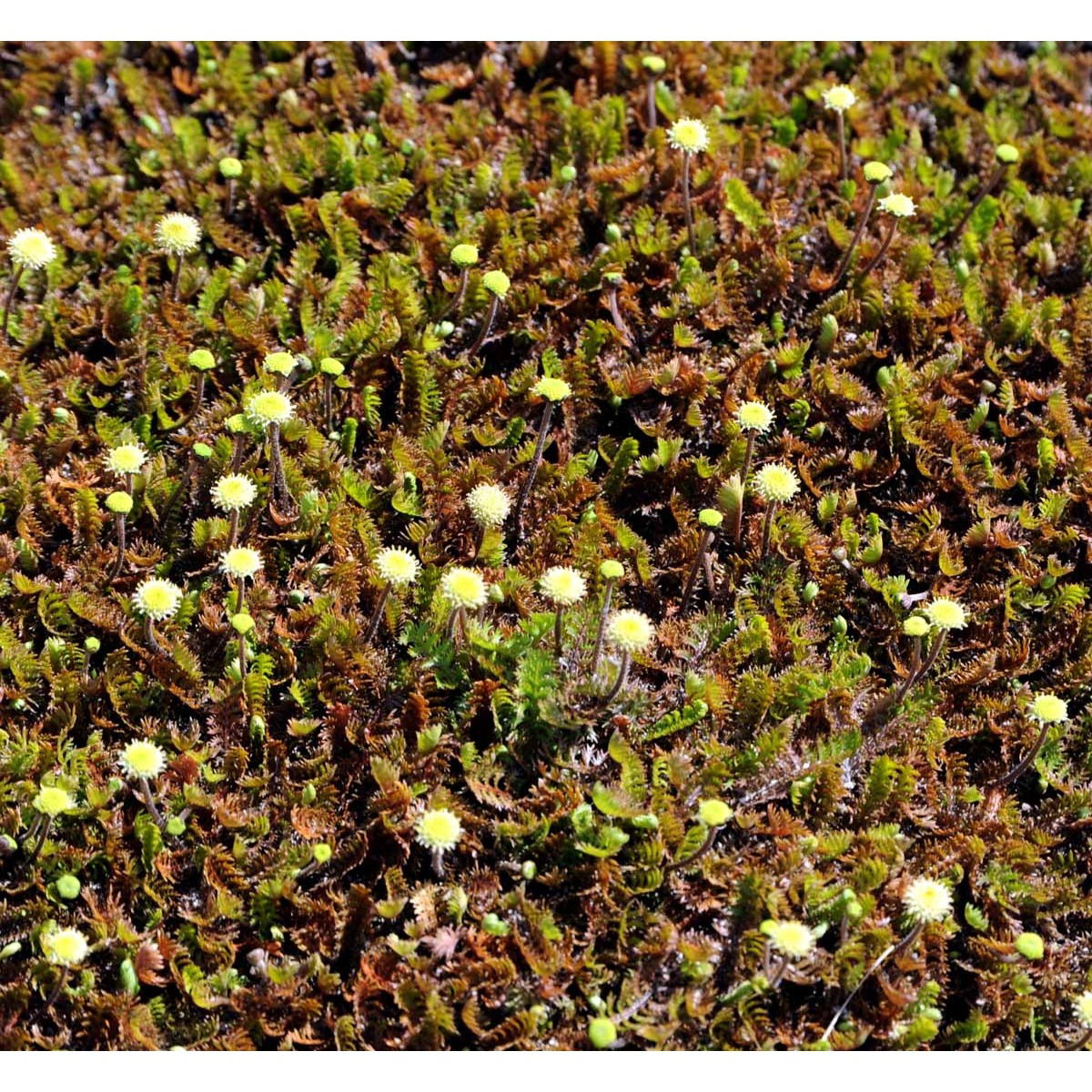 Rød/Grøn trædebregne