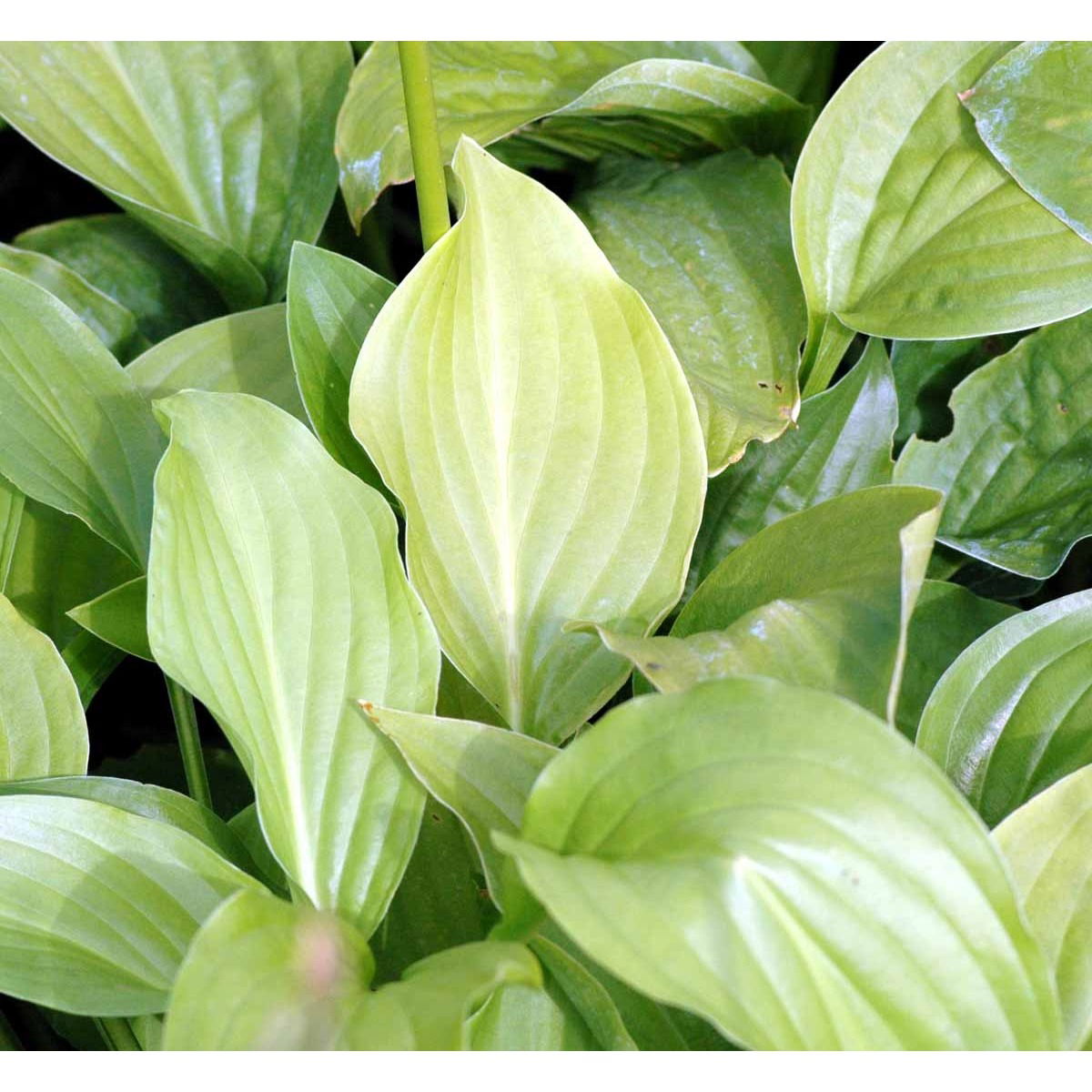 Funkia &apos;Royal Standard&apos;