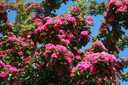 Dobbelt Rødtjørn &apos;Paul&apos;s Scarlet&apos;